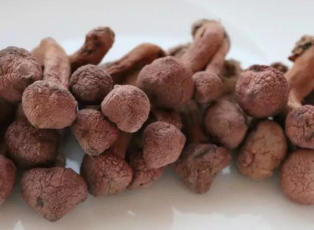 國家蘑菇地理：中國哪里的蘑菇最好吃？